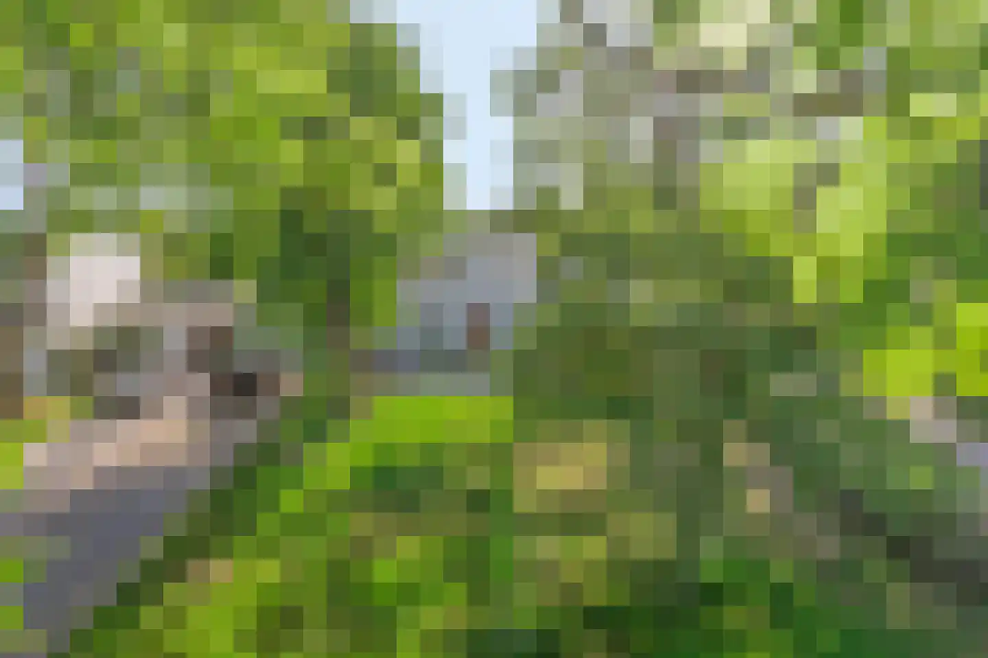 Dawson-Nes 3 Bergen (NH) thumbnail 6
