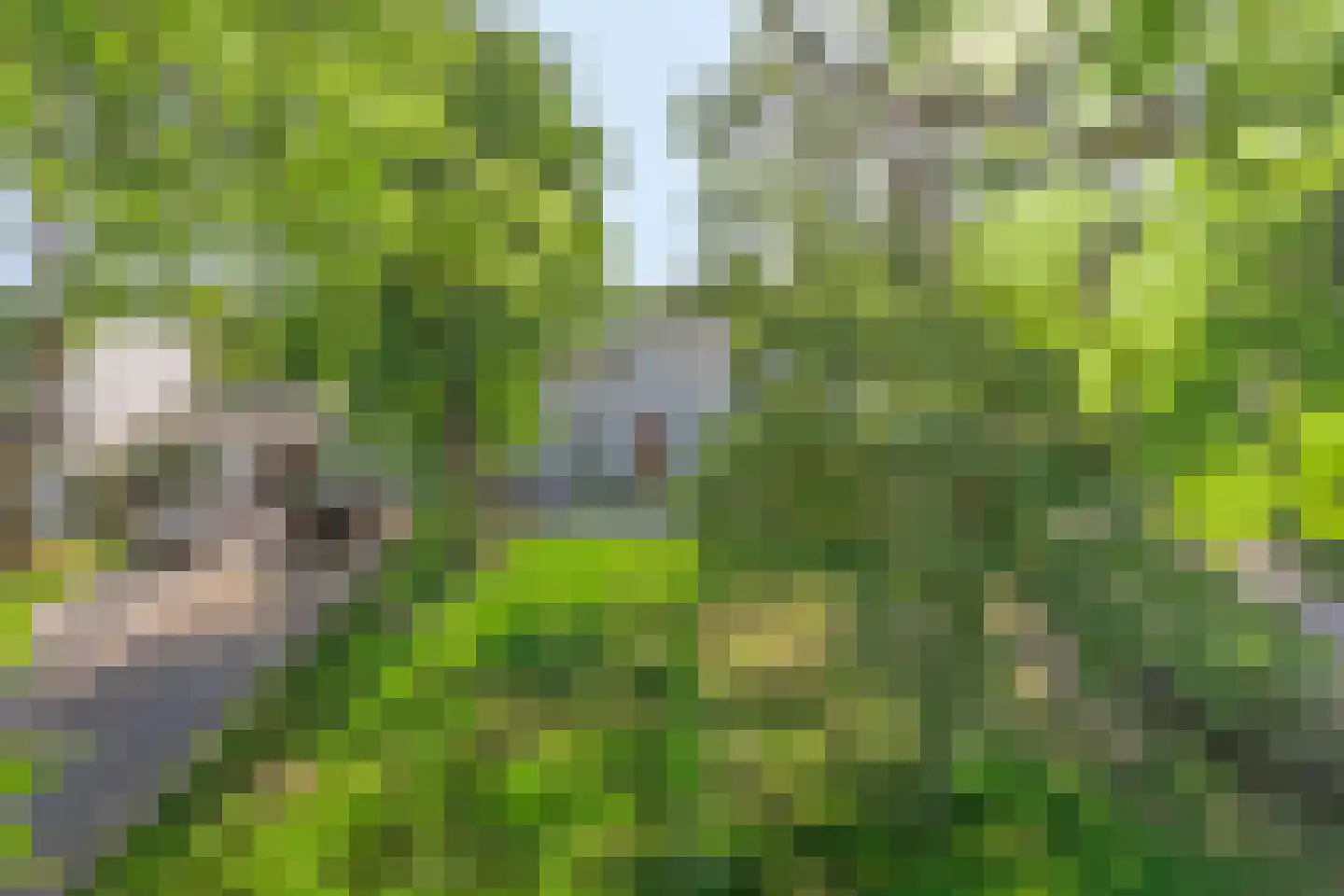 Dawson-Nes 3 Bergen (NH) thumbnail 6