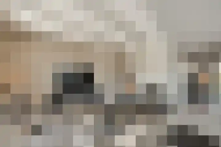 De Aak 136 Dedemsvaart thumbnail 19