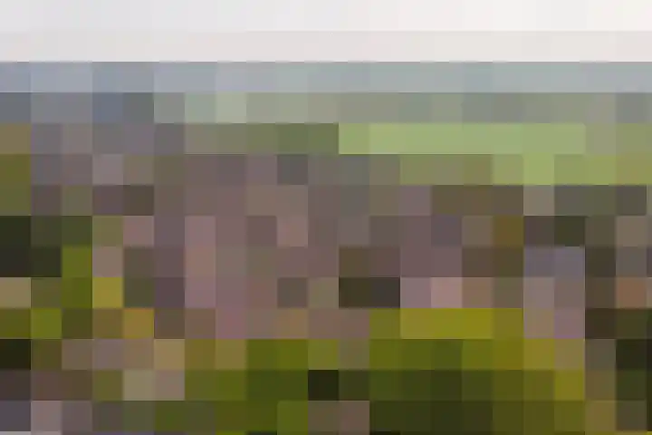 de Aak 43 Baarn thumbnail 21