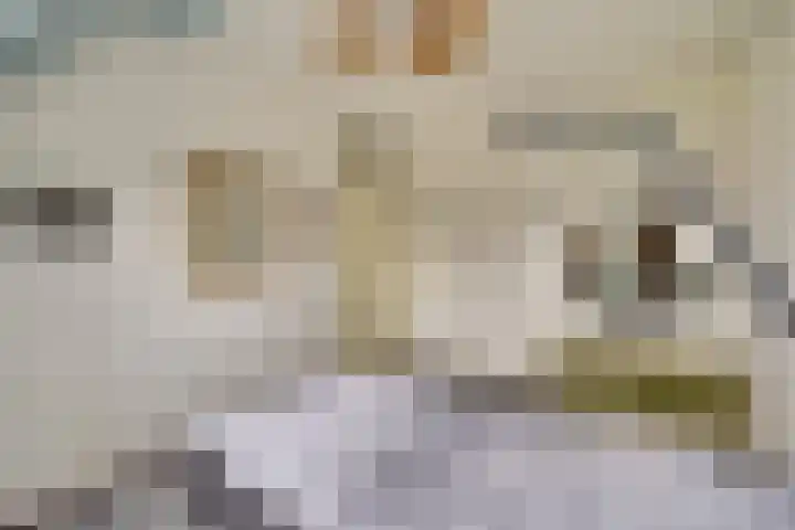 de Aalbes 9 Doetinchem thumbnail 24