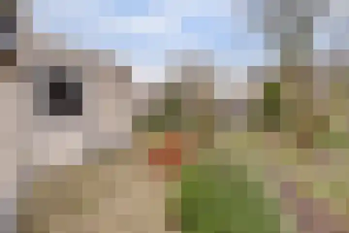 de Aalbes 9 Doetinchem thumbnail 36