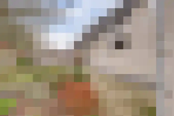 de Aalbes 9 Doetinchem thumbnail 37
