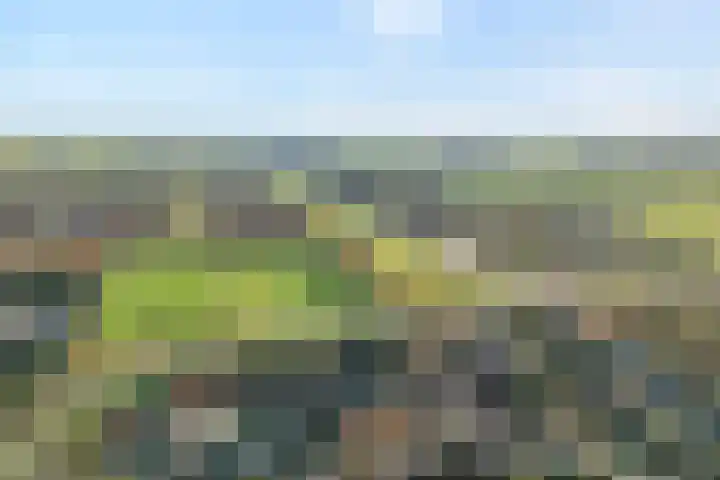 De Aalscholver 10 Dedemsvaart thumbnail 47