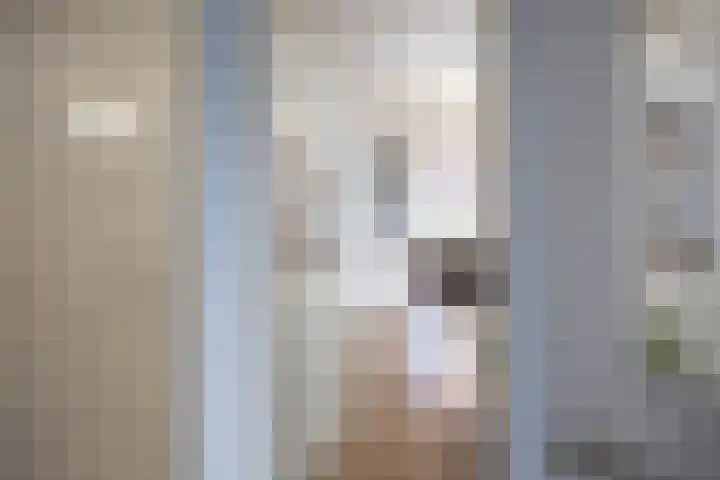 De Acacia 8 Bedum thumbnail 8