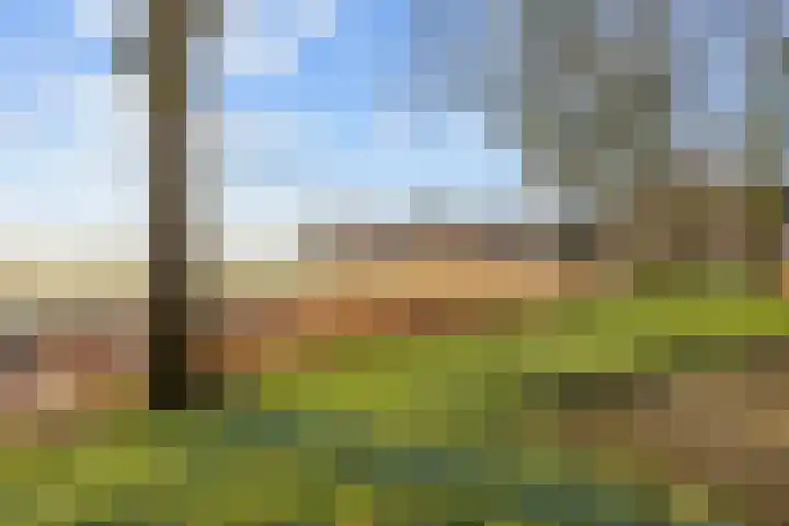 De Acacia 9 Bedum thumbnail 8