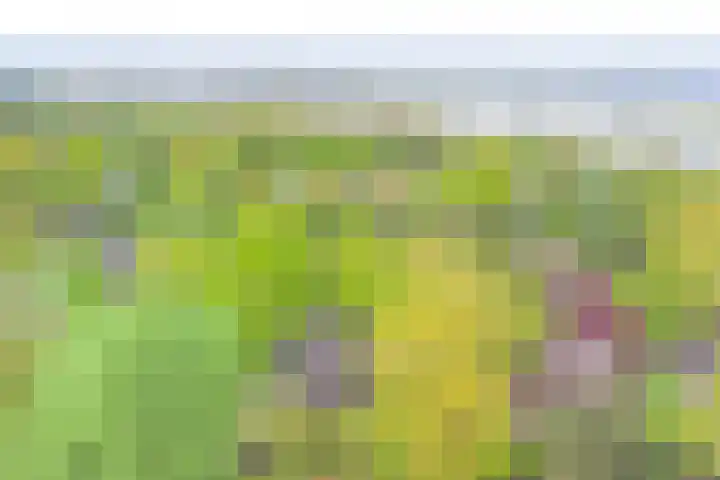 De Achthoek 26 Scharendijke thumbnail 5