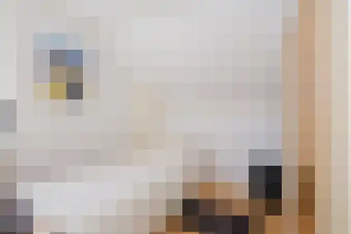 De Alk 27 Almelo thumbnail 18