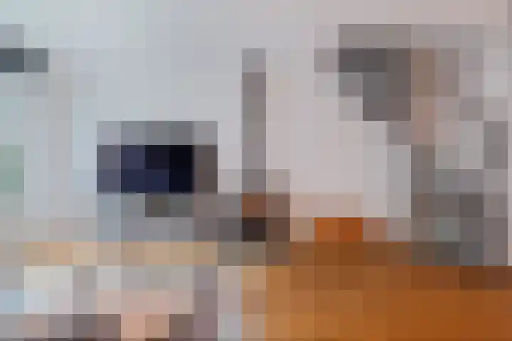 de Anjen 37 Leeuwarden thumbnail 4