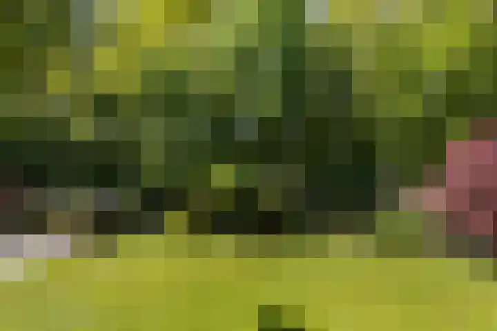 De Ara 45 Almelo thumbnail 21