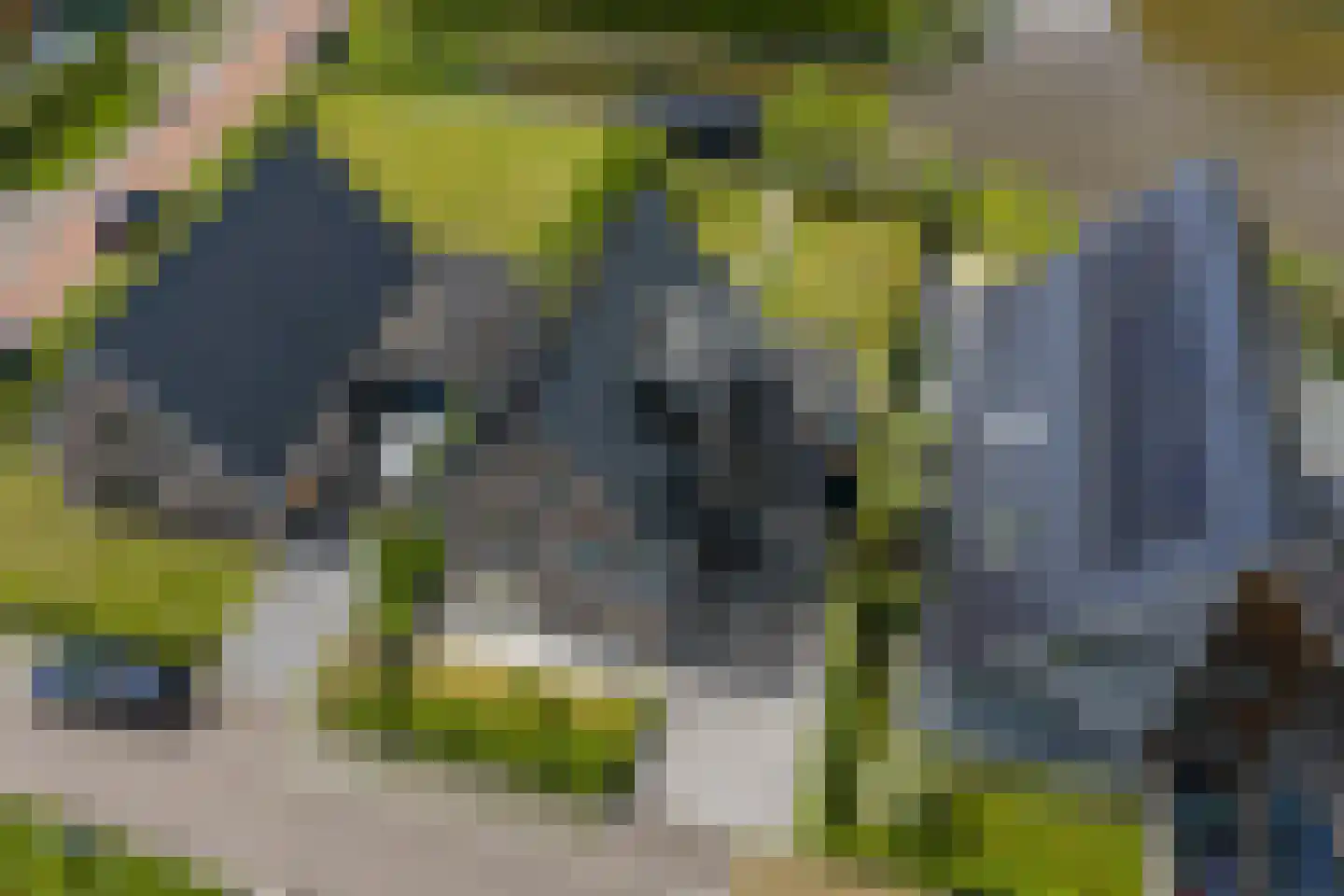 De Azuurjuffer 25 Eelderwolde thumbnail 102