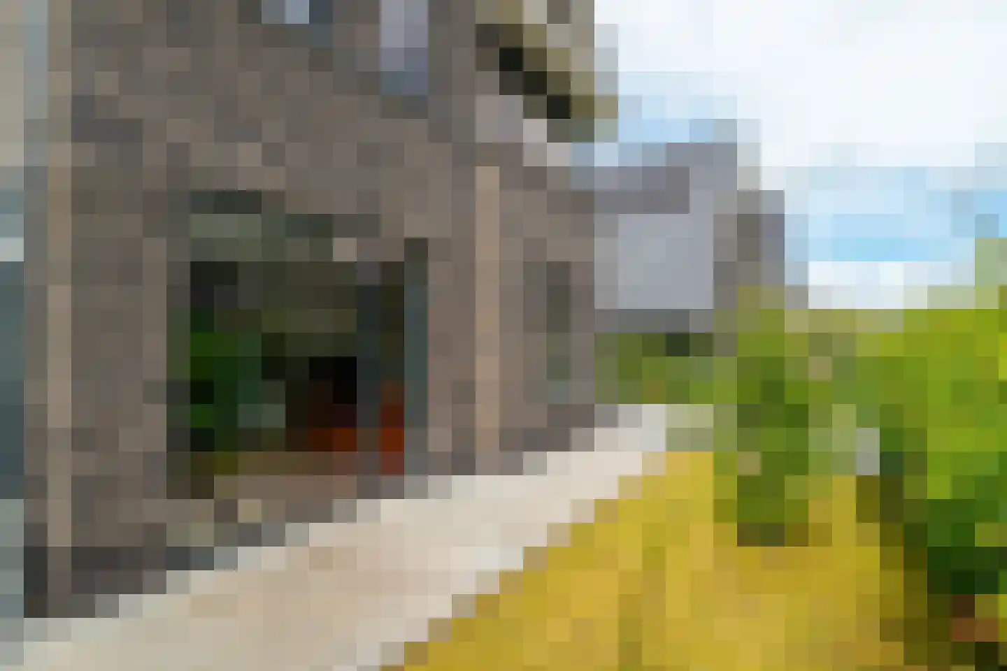 De Azuurjuffer 25 Eelderwolde thumbnail 13