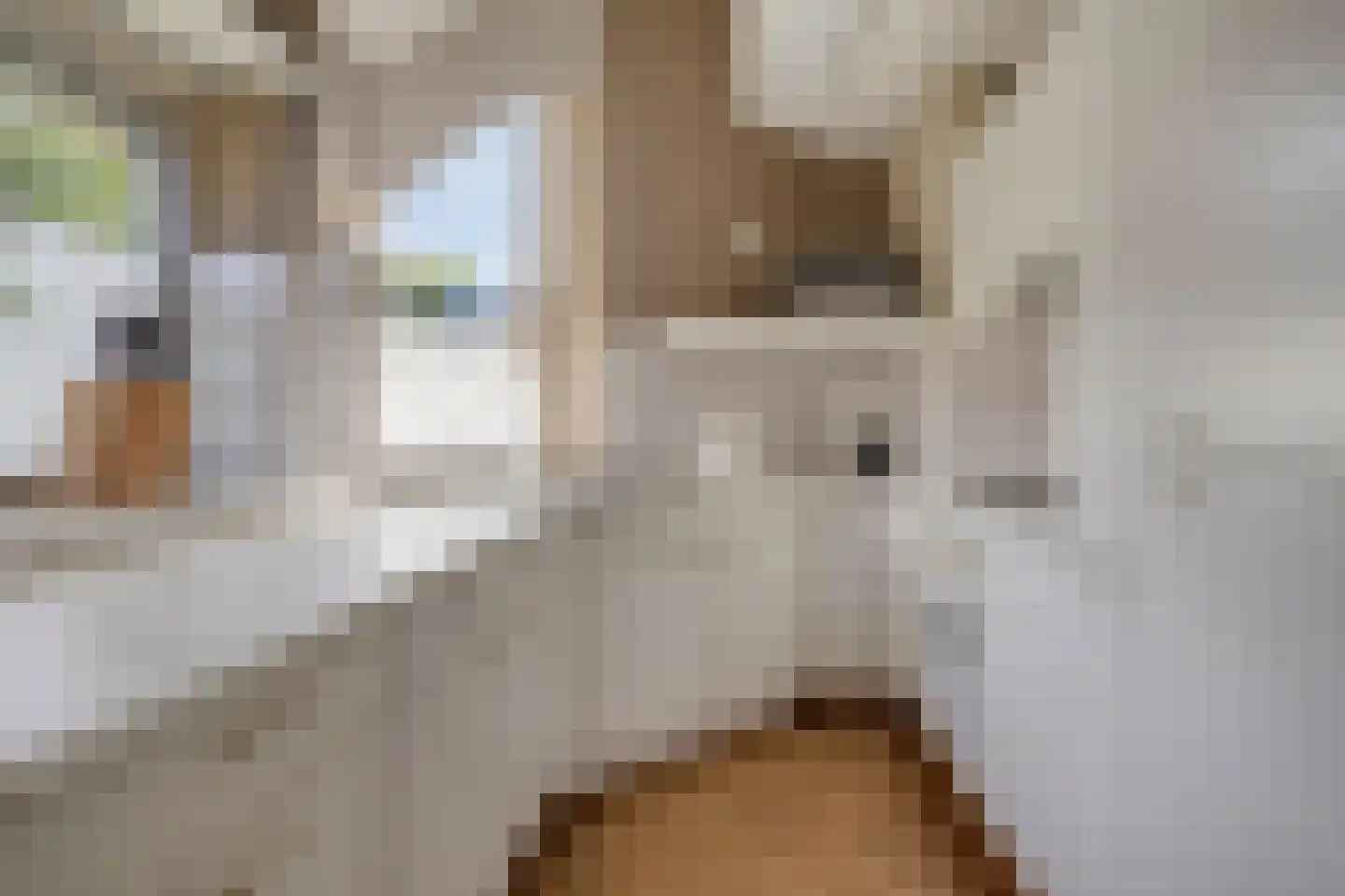 De Baander 39 Borger thumbnail 16