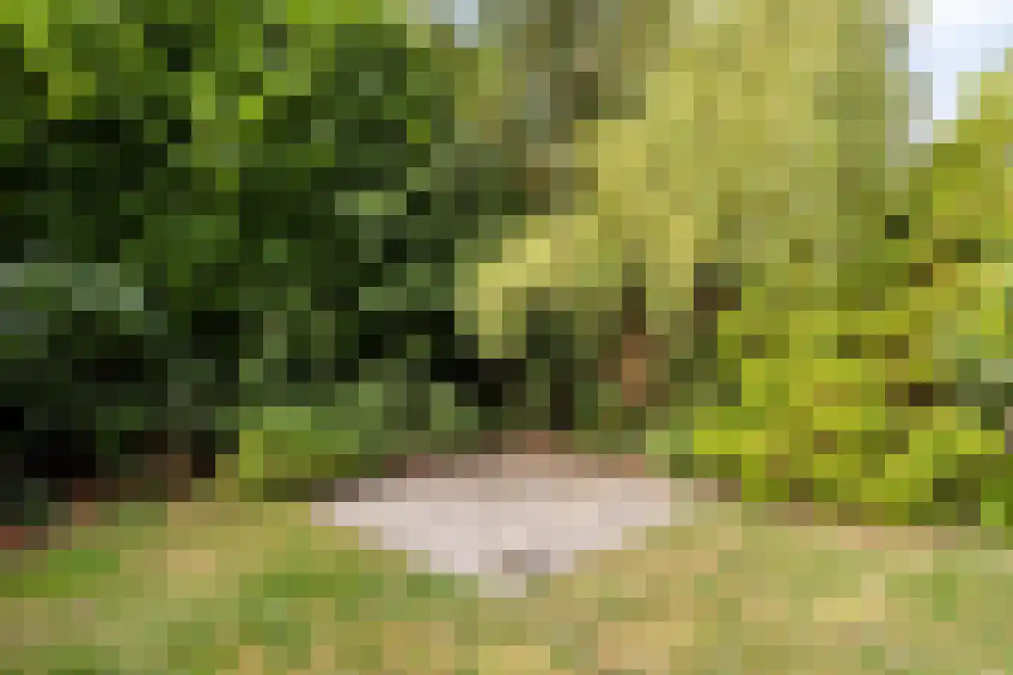 De Baander 39 Borger thumbnail 32