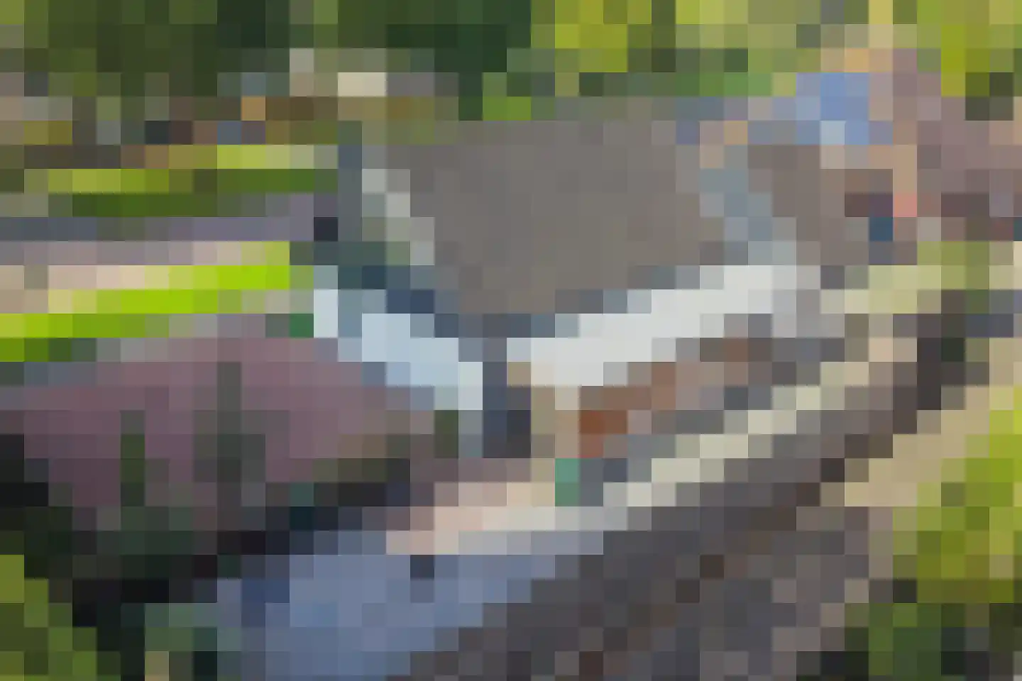 De Banier 1 Swifterbant thumbnail 4