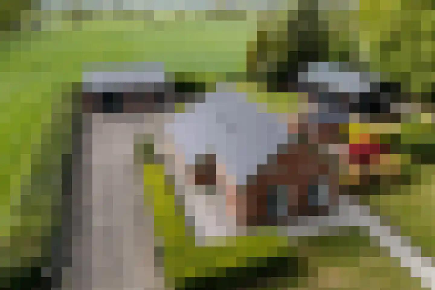 De Banten 2 Sebaldeburen thumbnail 4