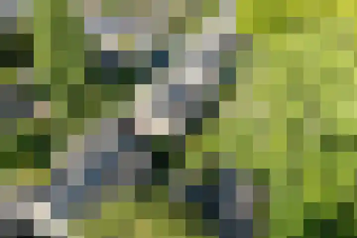 de Beaufortweg 24 Doorn thumbnail 41