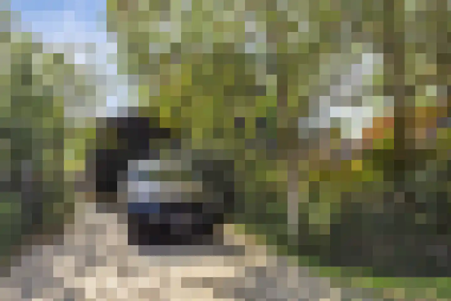 de Bellink 12 Zoutelande thumbnail 34