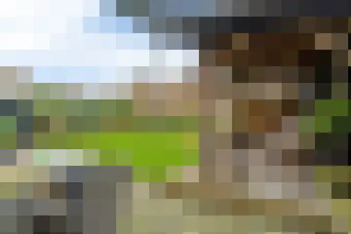 De Berchein 15 Bolsward thumbnail 36