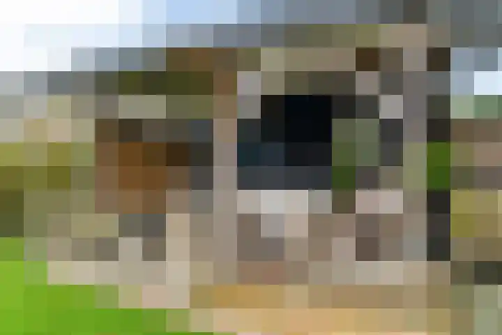 De Berchein 15 Bolsward thumbnail 37