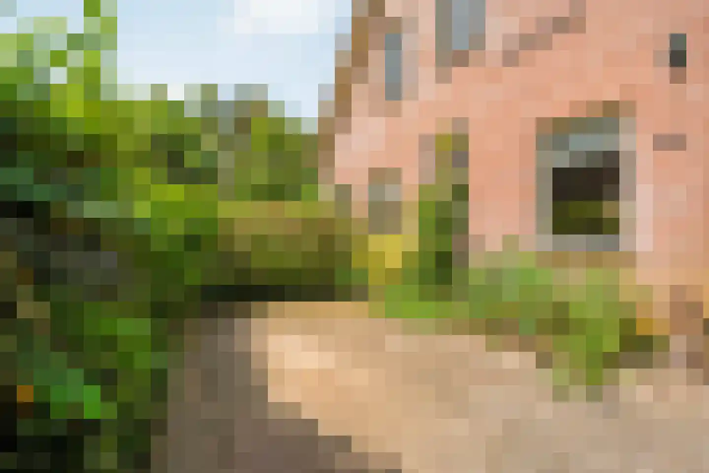 De Berken 33 Koekange thumbnail 46