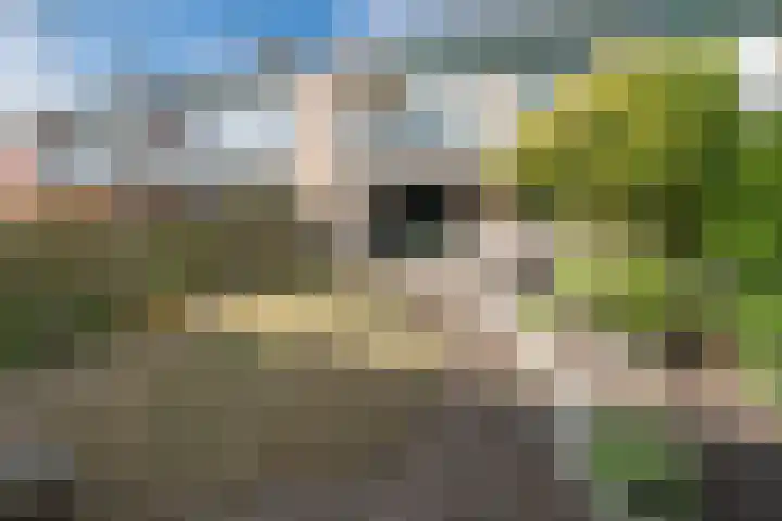 De Berken 39 Bussum thumbnail 23