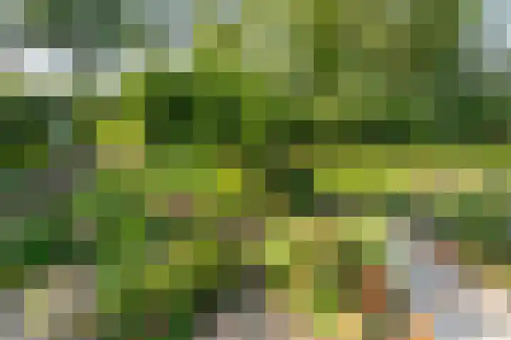 De Beuk 46 Rhoon thumbnail 35