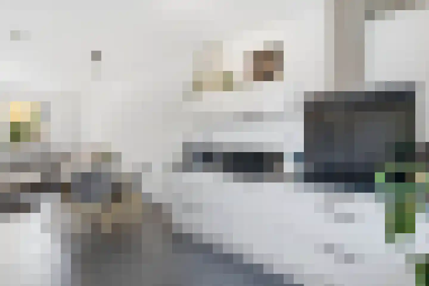 De Beuken 4 Wanroij thumbnail 4