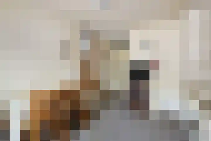 de Beukenhof 26 Raalte thumbnail 12