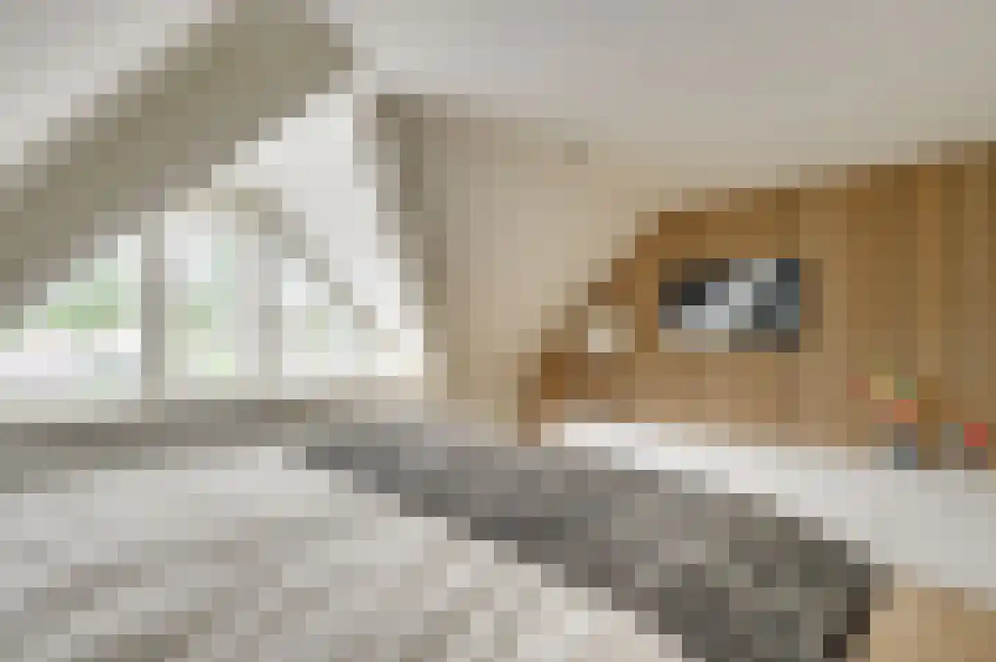 de Bezembinder 3 Heeze thumbnail 28