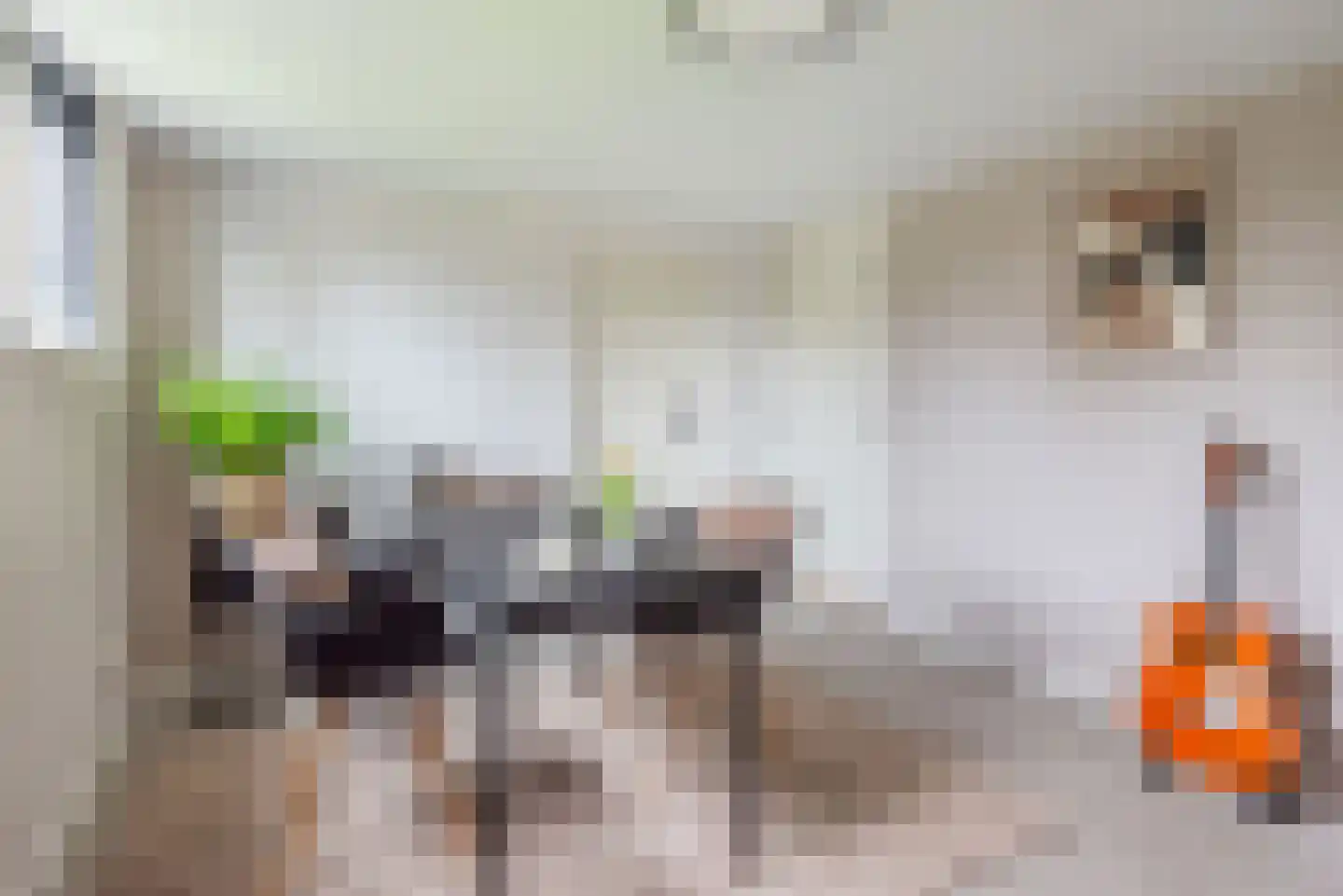 De Bijvank 3 Dinxperlo thumbnail 21