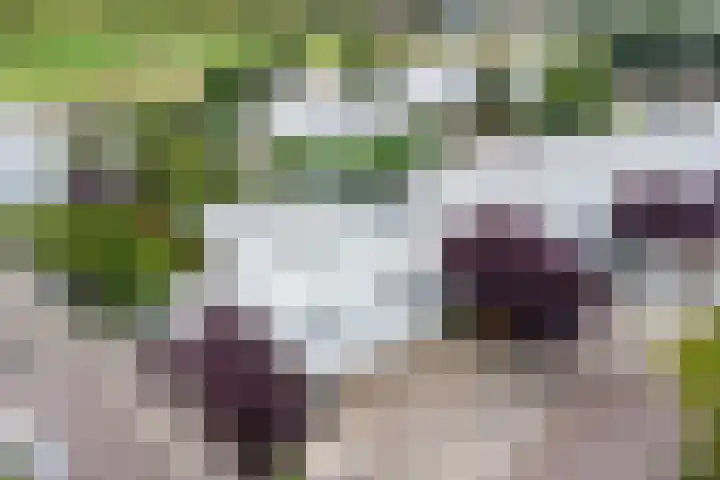 De Blauwe Oever 37 Rosmalen thumbnail 55