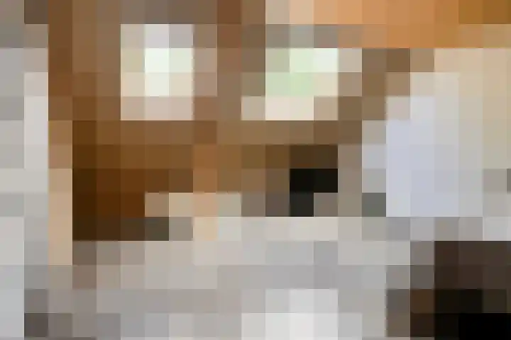 De Blauwe Zegge 31 Dedemsvaart thumbnail 17