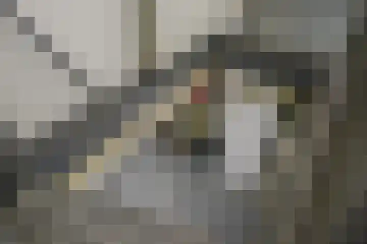 De Bleek 9 Liempde thumbnail 49