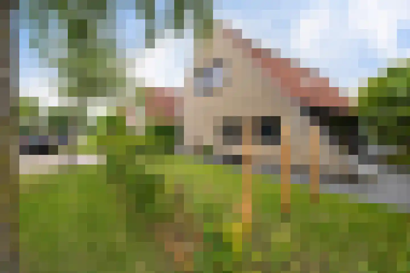 De Blei 4 Grou thumbnail 50