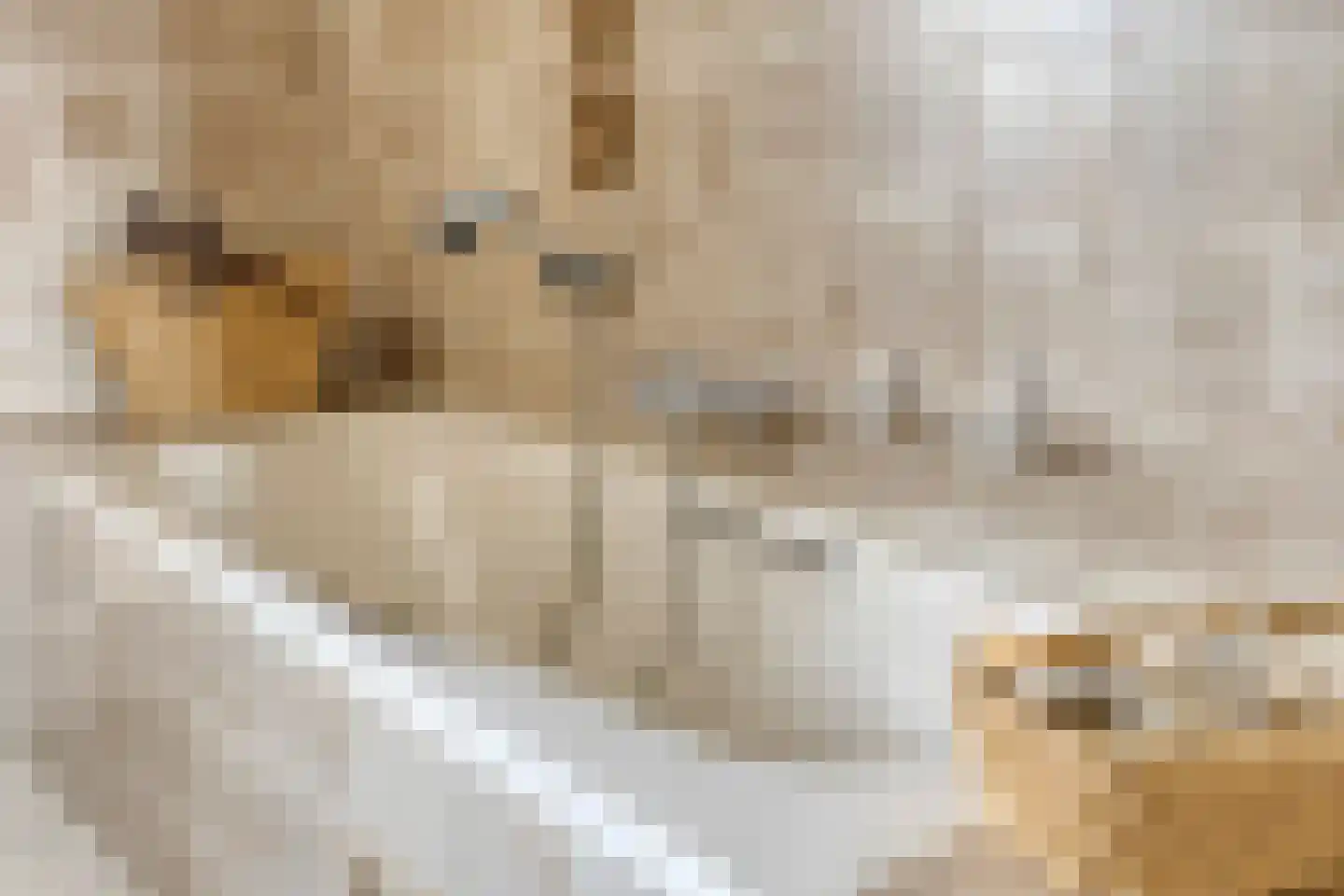 De Bloemerd 31 Gemert thumbnail 34