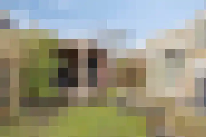 De Boarch 6 Grou thumbnail 45