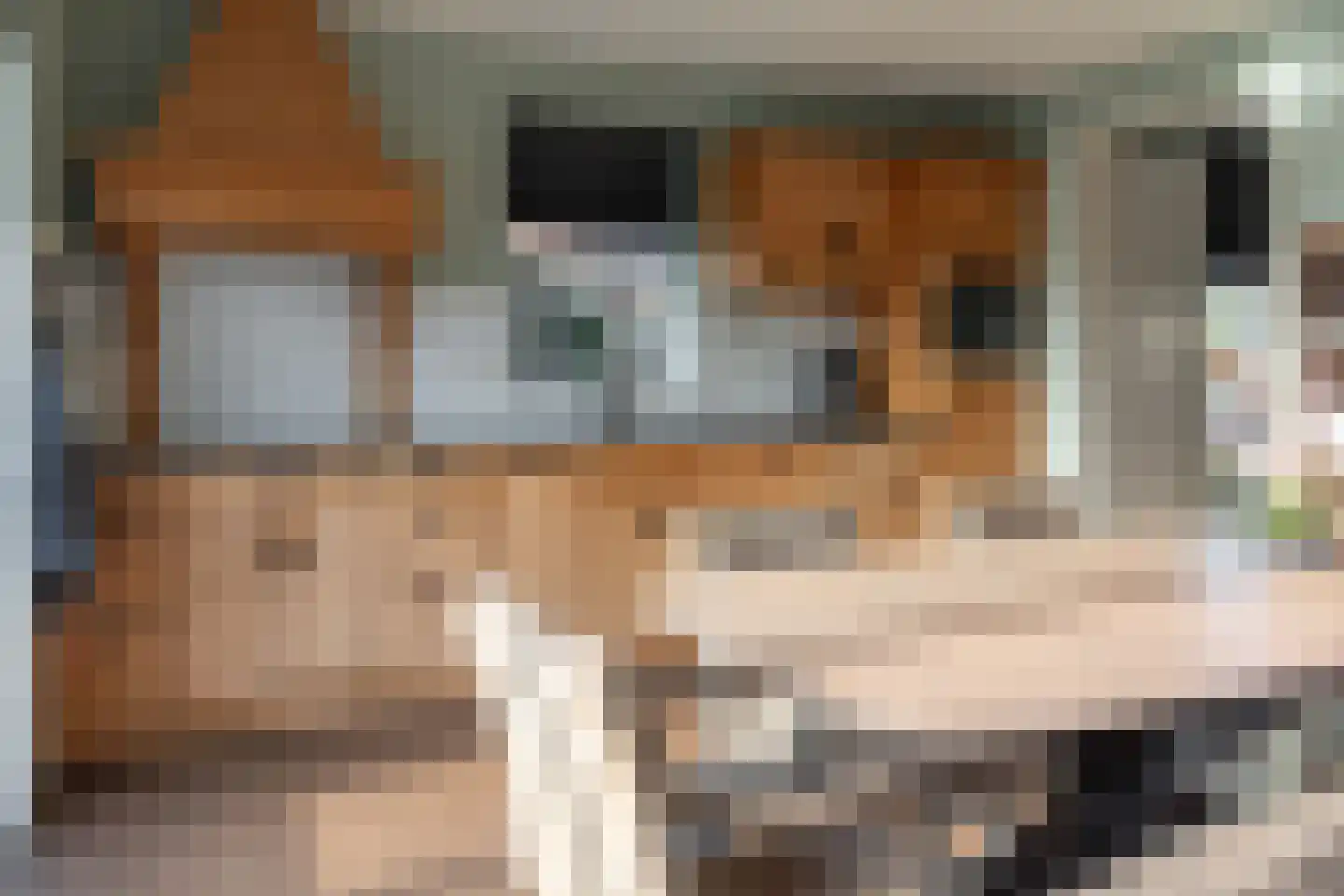 De Bodding 11 Frieschepalen thumbnail 17