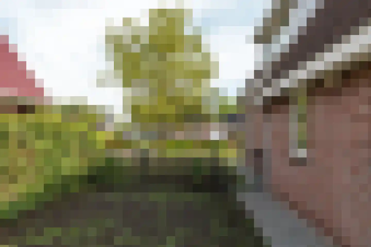 De Bodding 11 Frieschepalen thumbnail 32