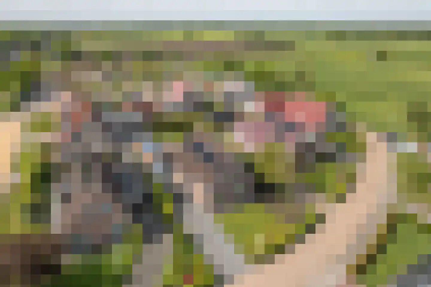 De Bodding 11 Frieschepalen thumbnail 39
