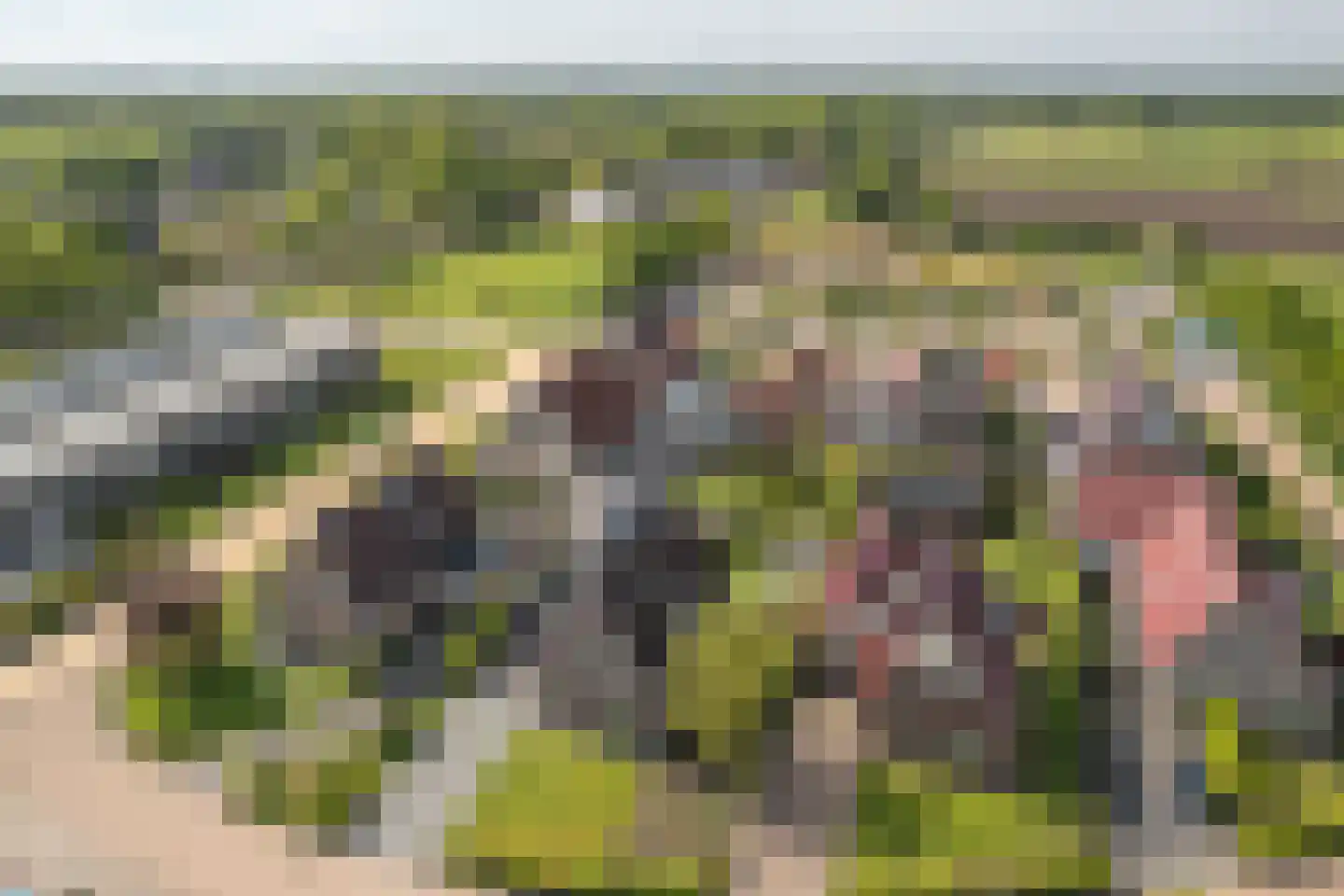 De Bodding 11 Frieschepalen thumbnail 40