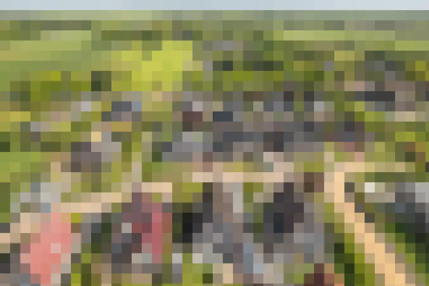 De Bodding 11 Frieschepalen thumbnail 43