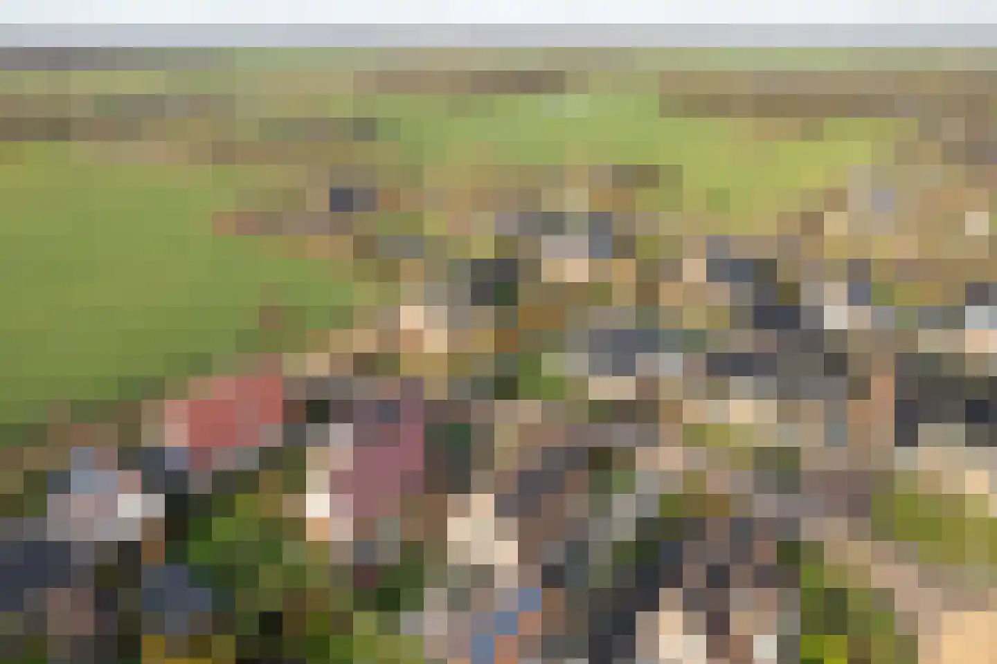 De Bodding 11 Frieschepalen thumbnail 43
