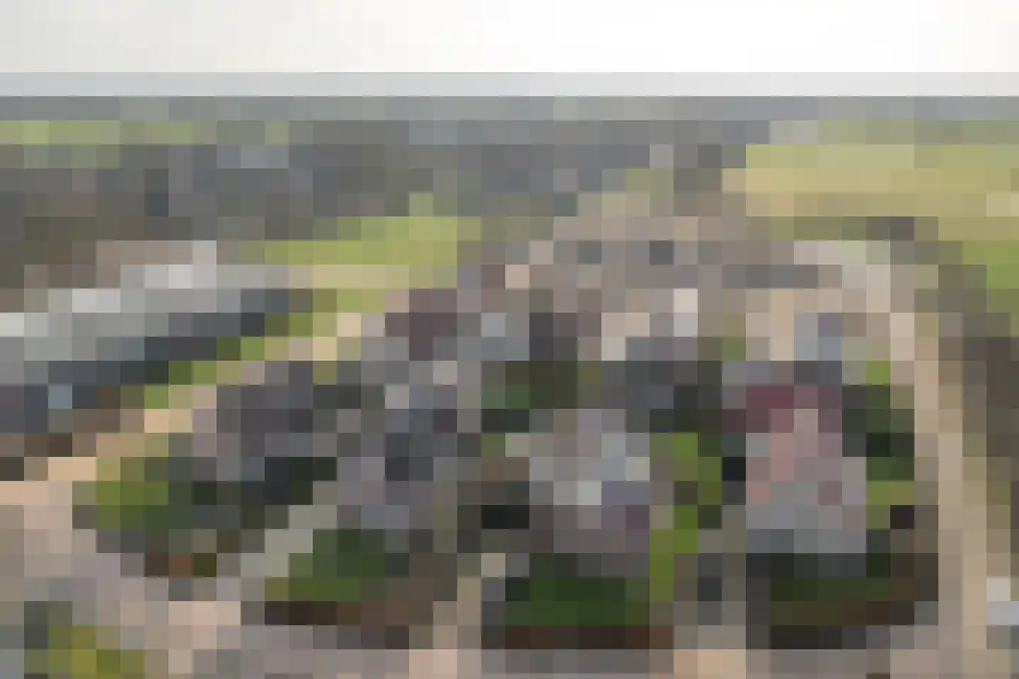 De Bodding 11 Frieschepalen thumbnail 44