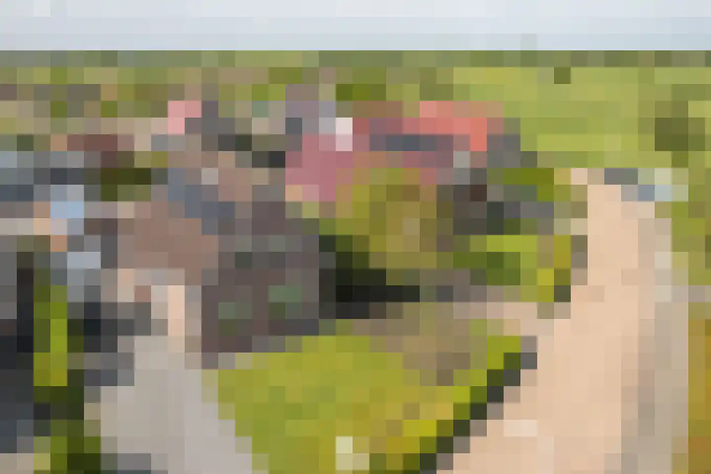 De Bodding 11 Frieschepalen thumbnail 45
