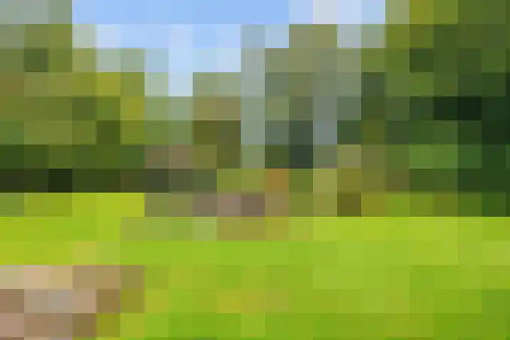De Boech 27 Menaam thumbnail 68