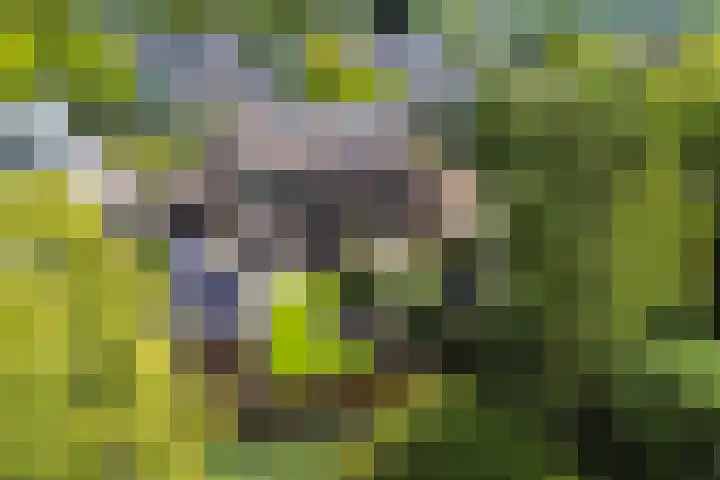 De Boei 17 Apeldoorn thumbnail 36