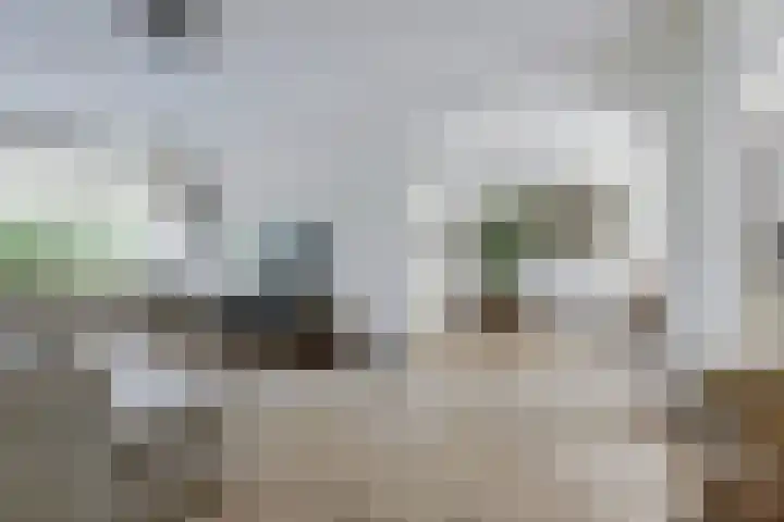 De Boeijer 3 Joure thumbnail 5