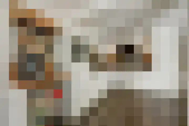 de Boerenmaat 52 Haaksbergen thumbnail 8