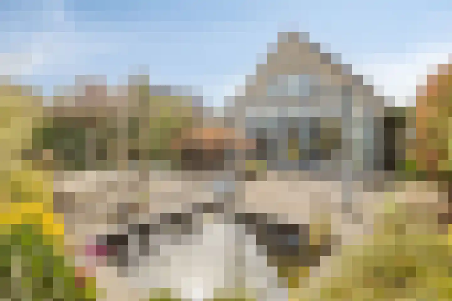 De Bogaert 52 Doesburg thumbnail 40
